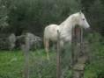 /album/galeria%20de%20fotos%3a%20napole%c3%a3o/ultimas-044-jpg/